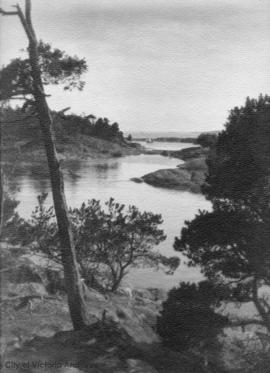 Where Arbutus grows on Discovery Island