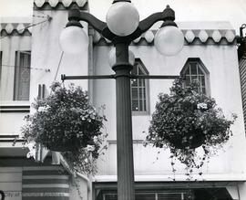 Hanging baskets on display