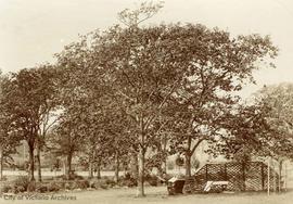 Boggs family garden