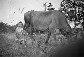 McDonald child (?) milking cow