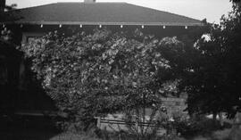 Flowering bush on the side of house