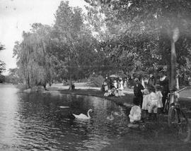 Beacon Hill Park, feeding swans