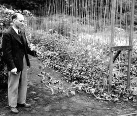 Herb Warren, Parks Administrator with sweet pea plants