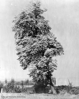 Dogwood tree on Old West Saanich Road