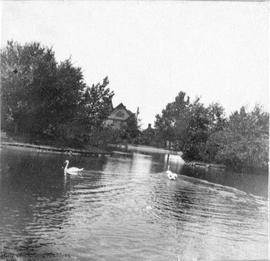 Beacon Hill Park, Goodacre Lake