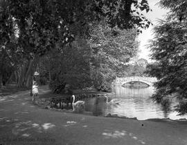 Swans in Beacon Hill Park