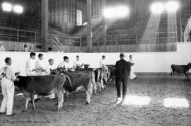 Cattle judging at Agricultural fair at Willows Fairgrounds