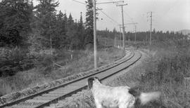 British Columbia Electric Company (BCER) train tracks near Garden City (Marigold)