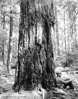 Cathedral Grove